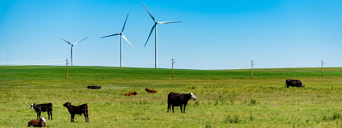 cattle turbines